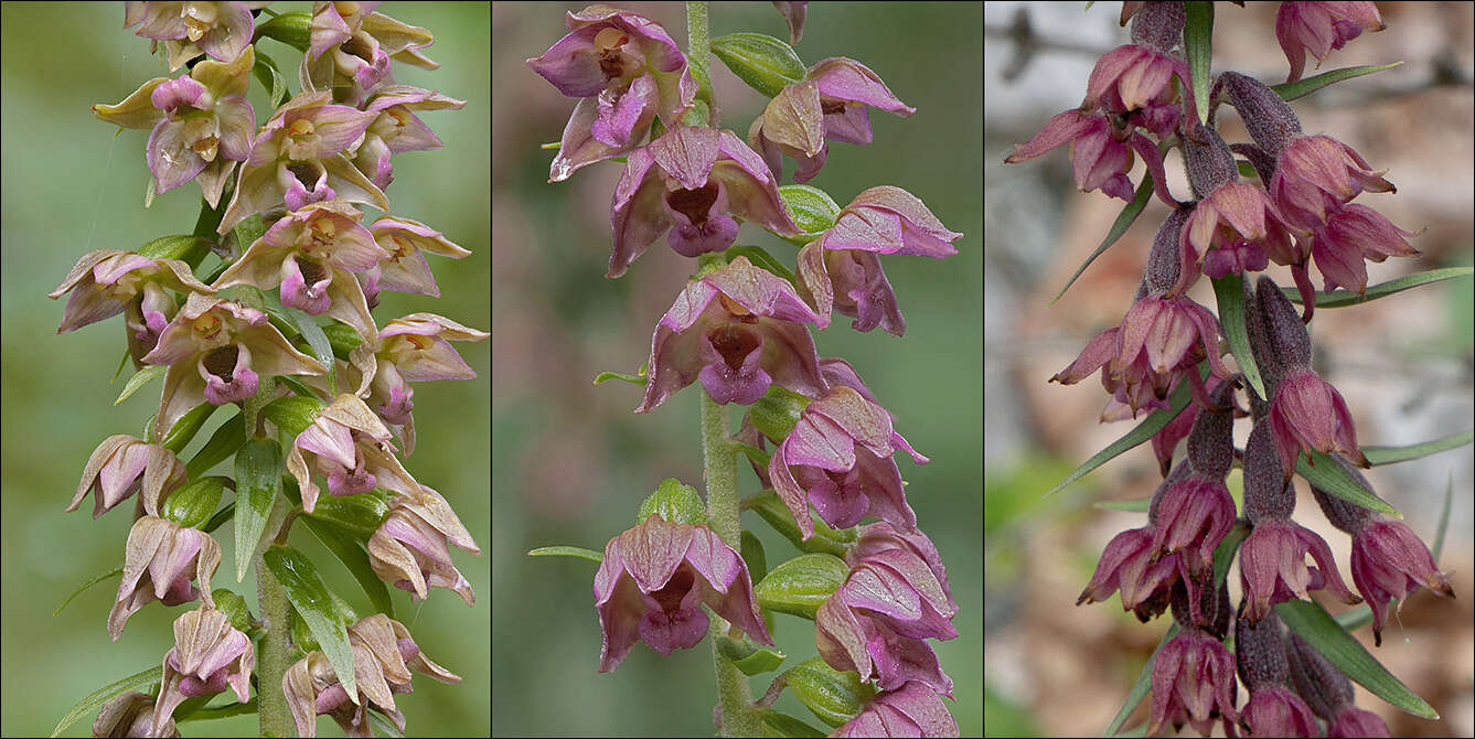 Image of Helleborine