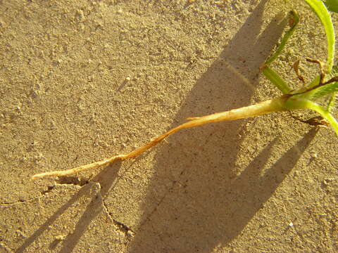 Image of Menzies' fiddleneck