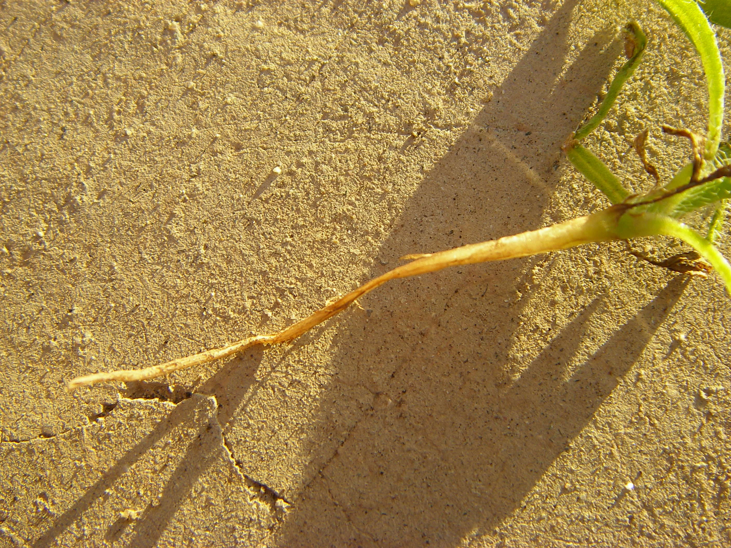 Image of fiddleneck