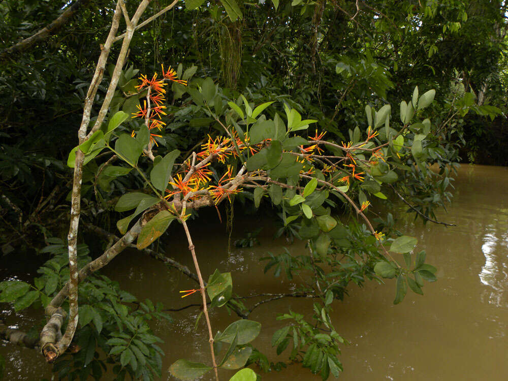 Image of Psittacanthus corynocephalus Eichl.