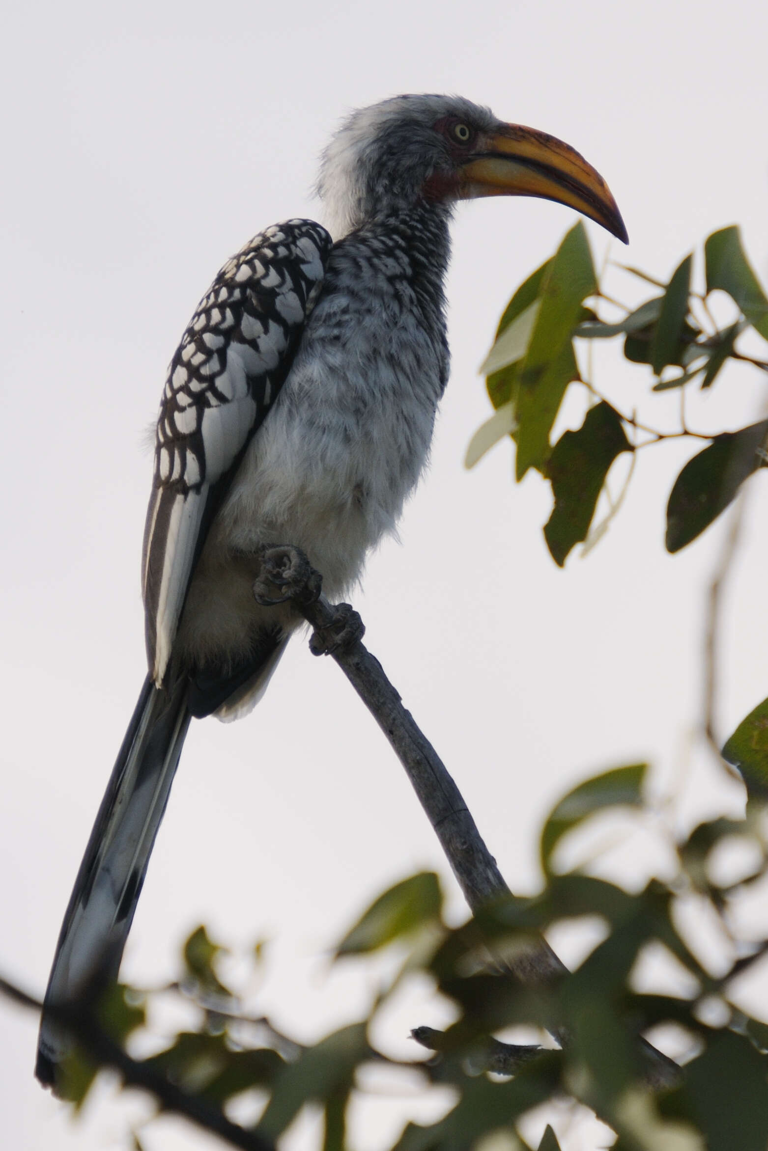 Image of Southern Yellow-billed Hornbill