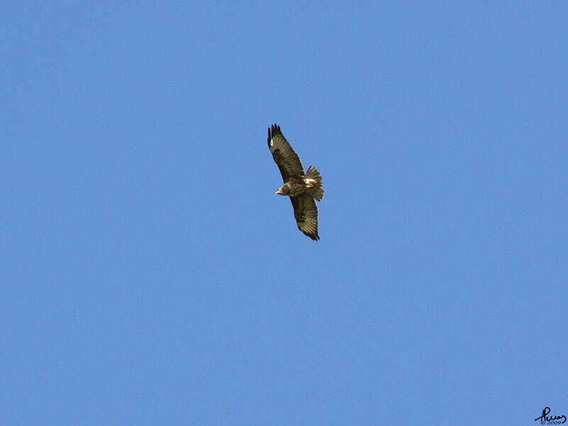 Image of Buteo Lacépède 1799