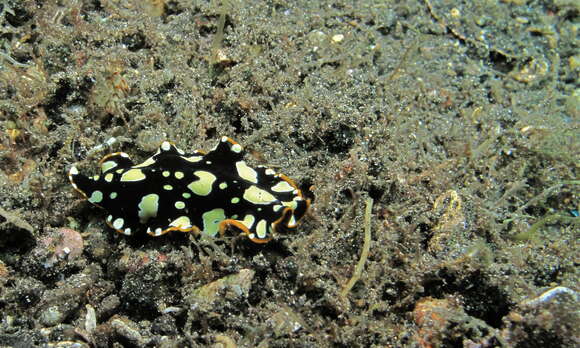 Image of white and purple flatworm