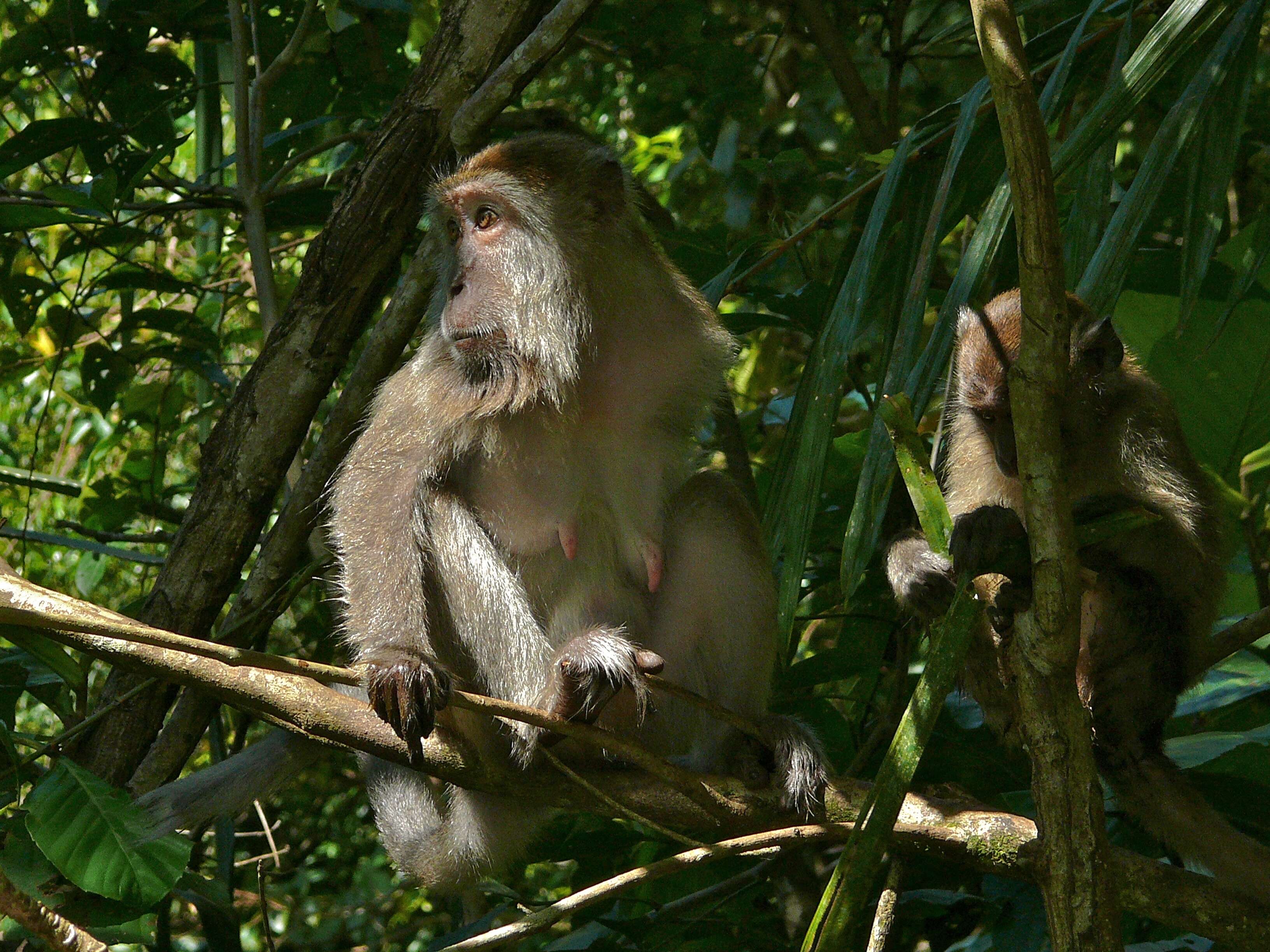 Image of Long-tailed Macaque