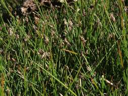 Image of Few-flowered Spike-rush