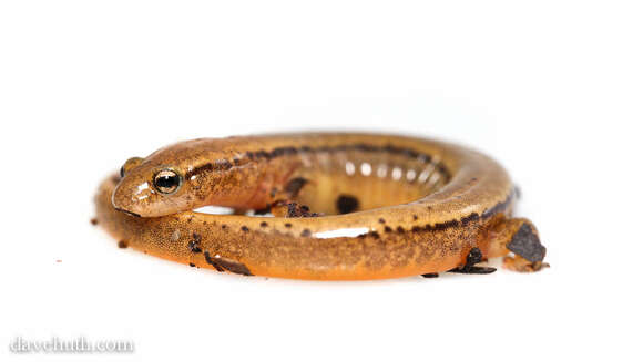 Image of Brook salamander