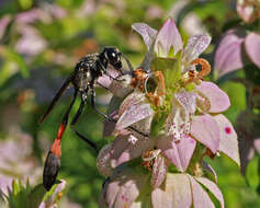 Image of Bee Balm