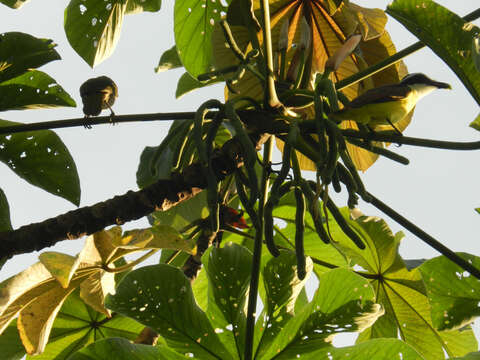 Image de Cecropia