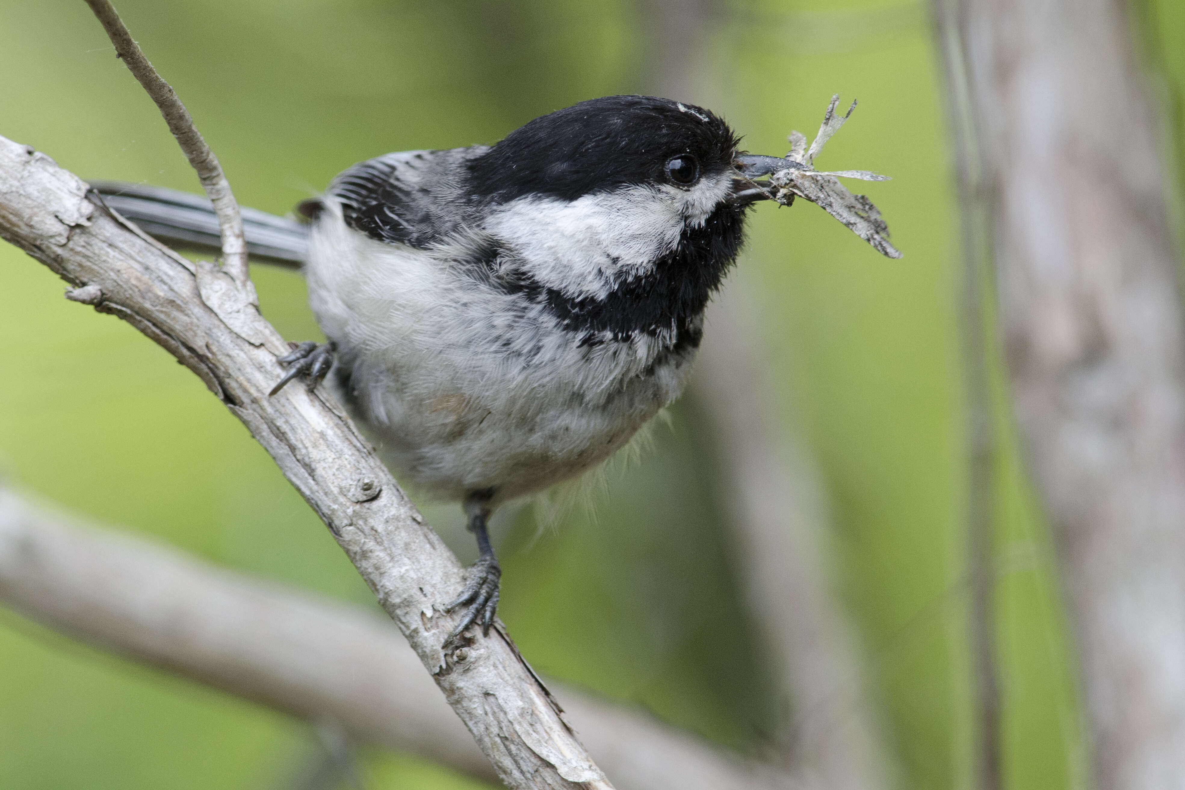 Image of Chickadee