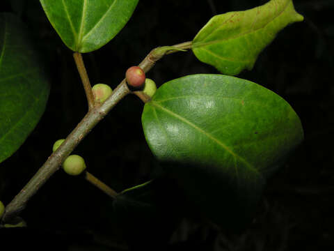 Image of Ficus colubrinae Standl.