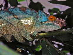 Image of Madagascar & Seychelles Islands Chameleons