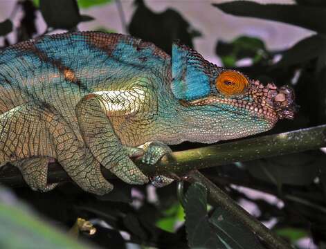 Image of Parson's Chameleon