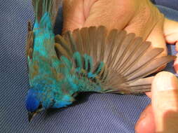 Image of Indigo Bunting