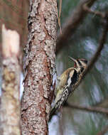 Image of Sapsucker