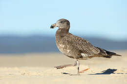 Image of Pacific Gull