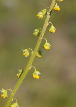 Слика од Reseda lutea L.