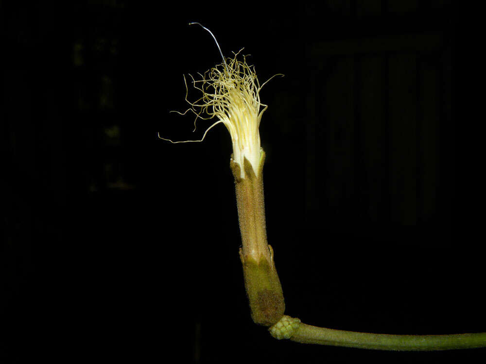 Image of Albizia guachapele (Kunth) Dugand