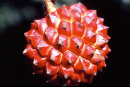 Image of Duguetia quitarensis Benth.