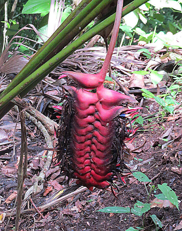 Image de Heliconia mariae Hook. fil.