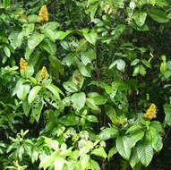 Palicourea guianensis Aubl.的圖片