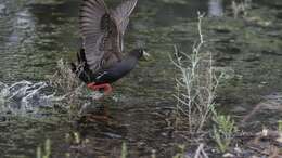 Image of Black-tailed Native-hen