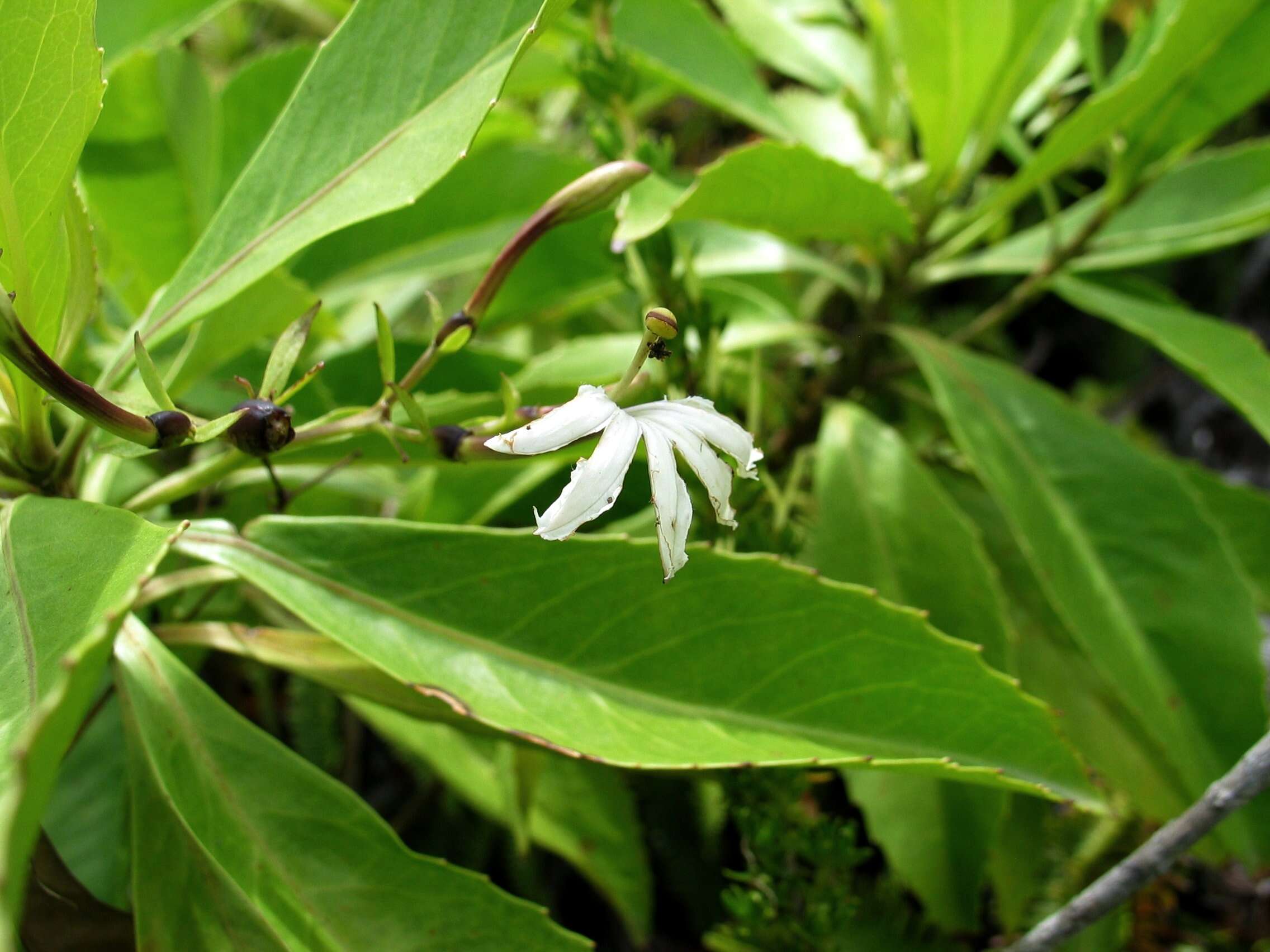 Imagem de Scaevola chamissoniana Gaud.