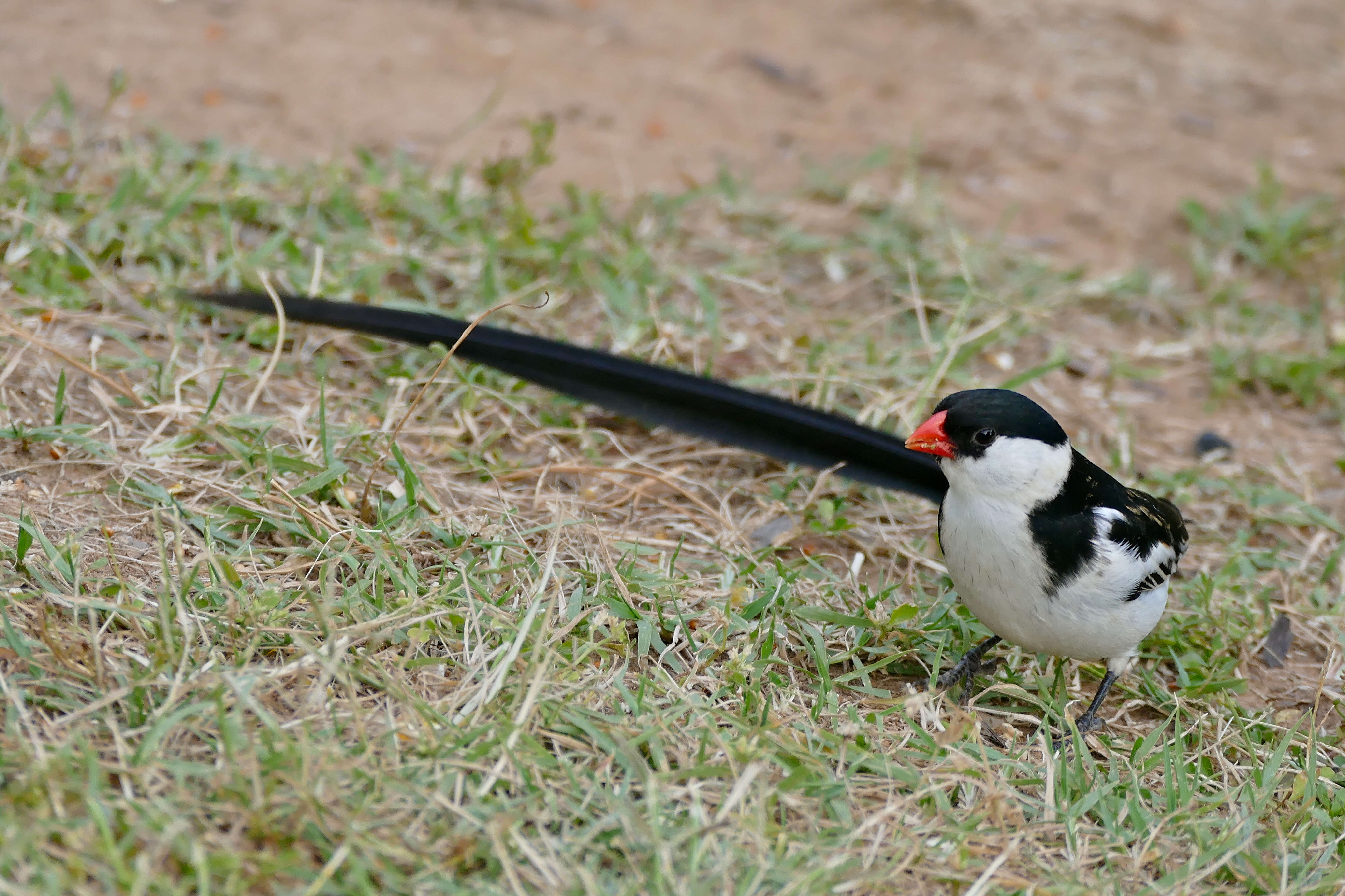 Image of Pin-tailed Whydah