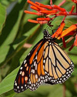 Image of Monarch Butterfly