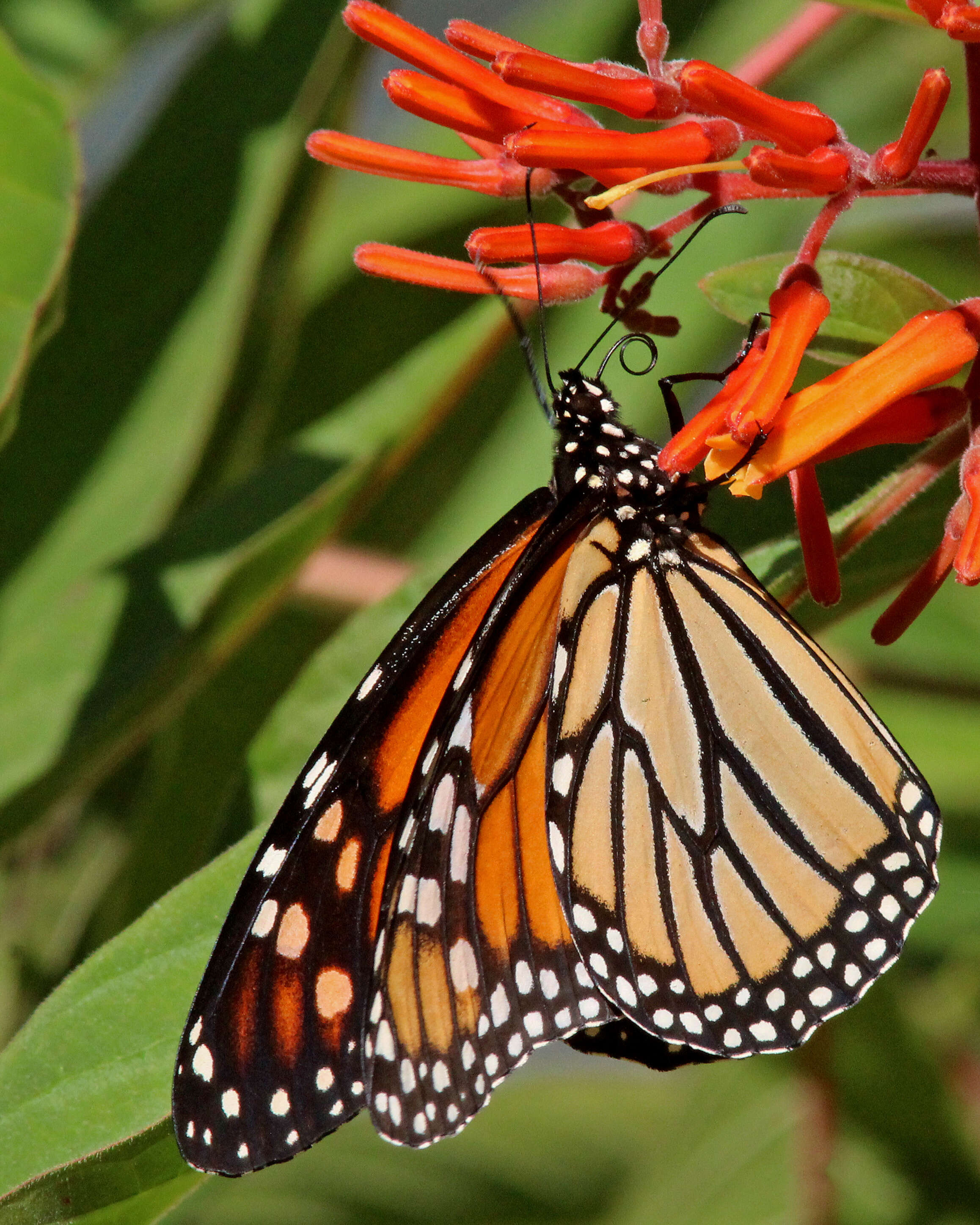 Image of Monarch Butterfly