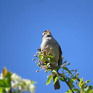 صورة Zonotrichia leucophrys pugetensis Grinnell 1928