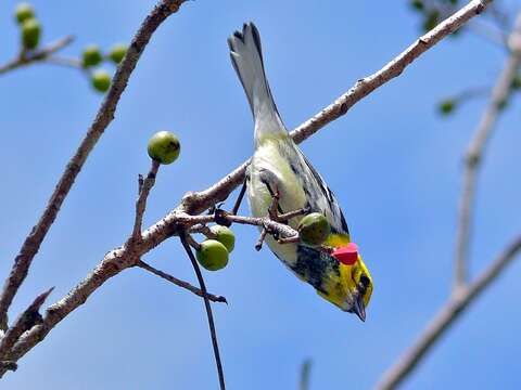 Image of Black-throated Green Warbler