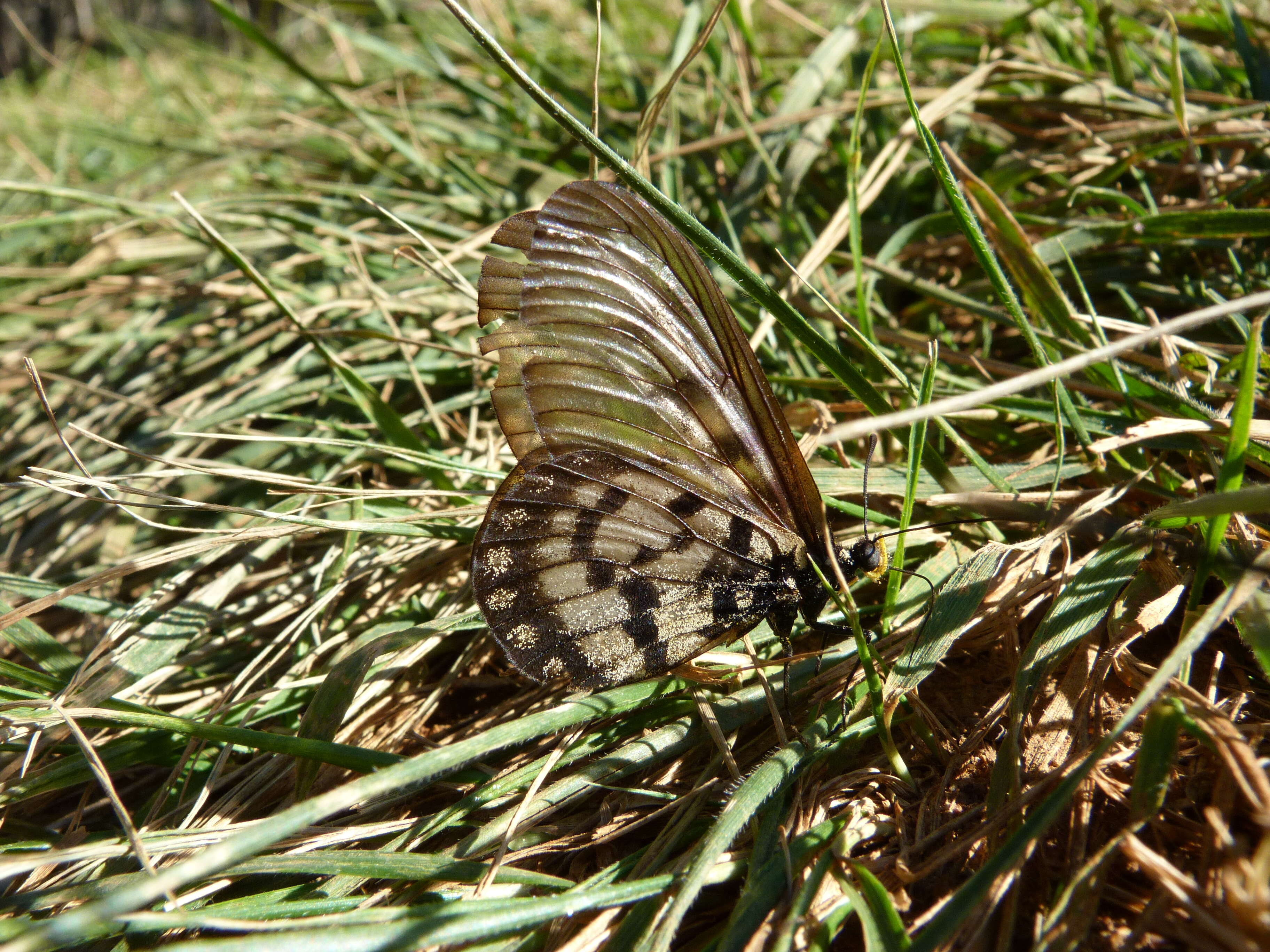 Image of Acraea andromacha Fabricius 1775