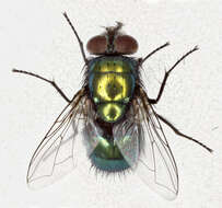 Image of blow flies