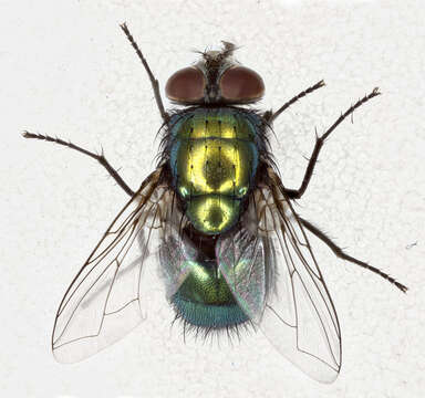 Image of Lucilia sericata (Meigen 1826)