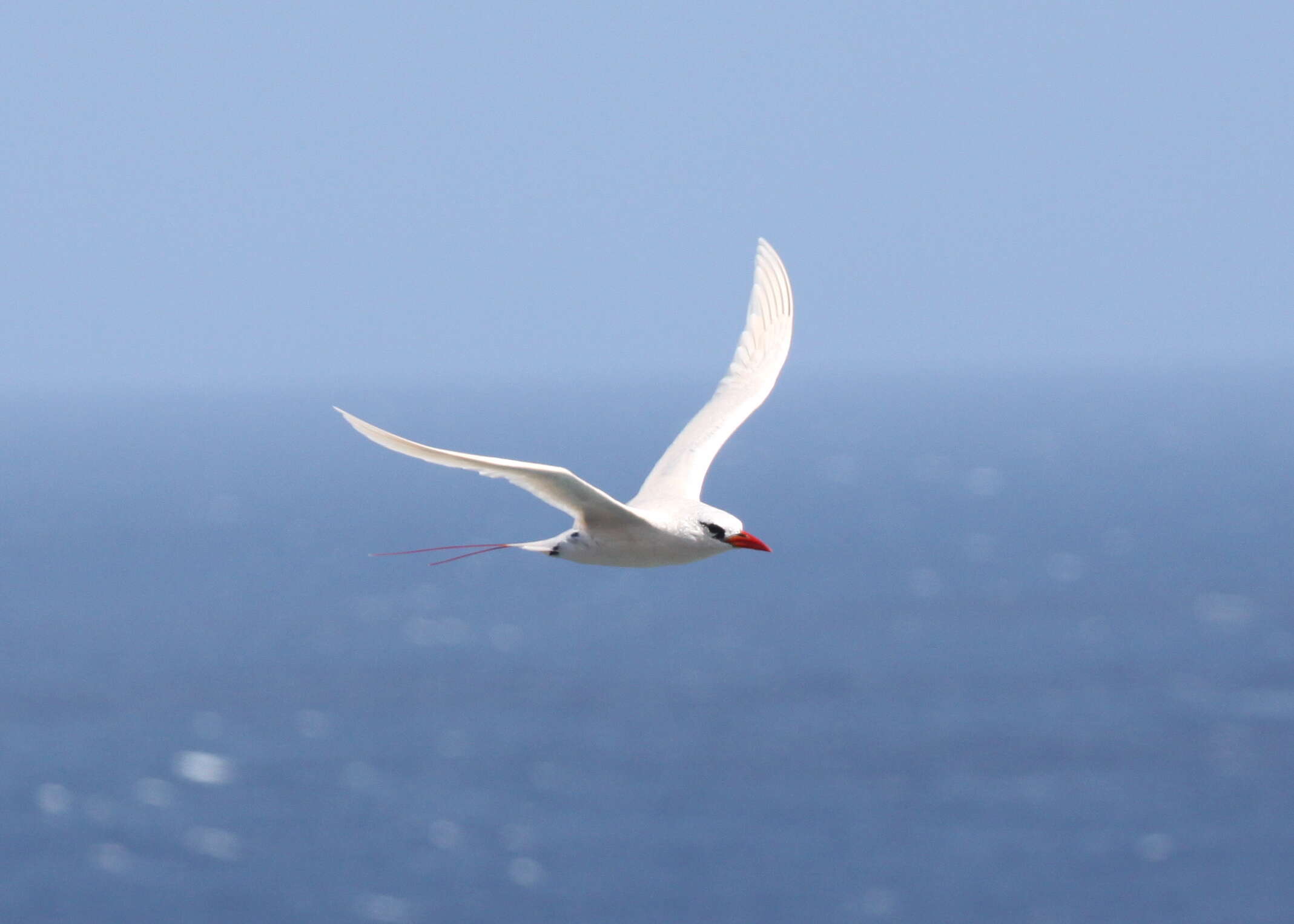 Image de Phaéton à brins rouges