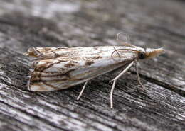 Image of Catoptria