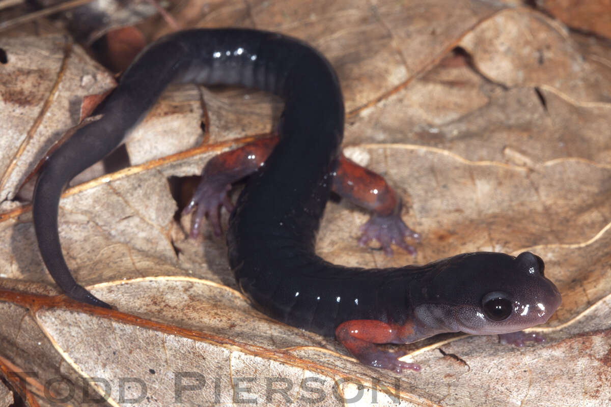 Plethodon shermani Stejneger 1906 resmi