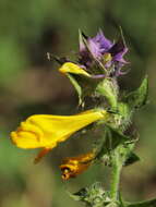 Слика од Melampyrum nemorosum L.