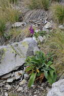 Imagem de Digitalis purpurea subsp. purpurea