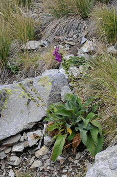 Imagem de Digitalis purpurea subsp. purpurea