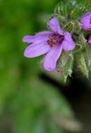 Image of stork's bill