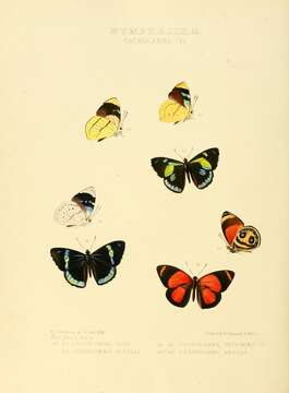 Image de Perisama oppelii Latreille 1811