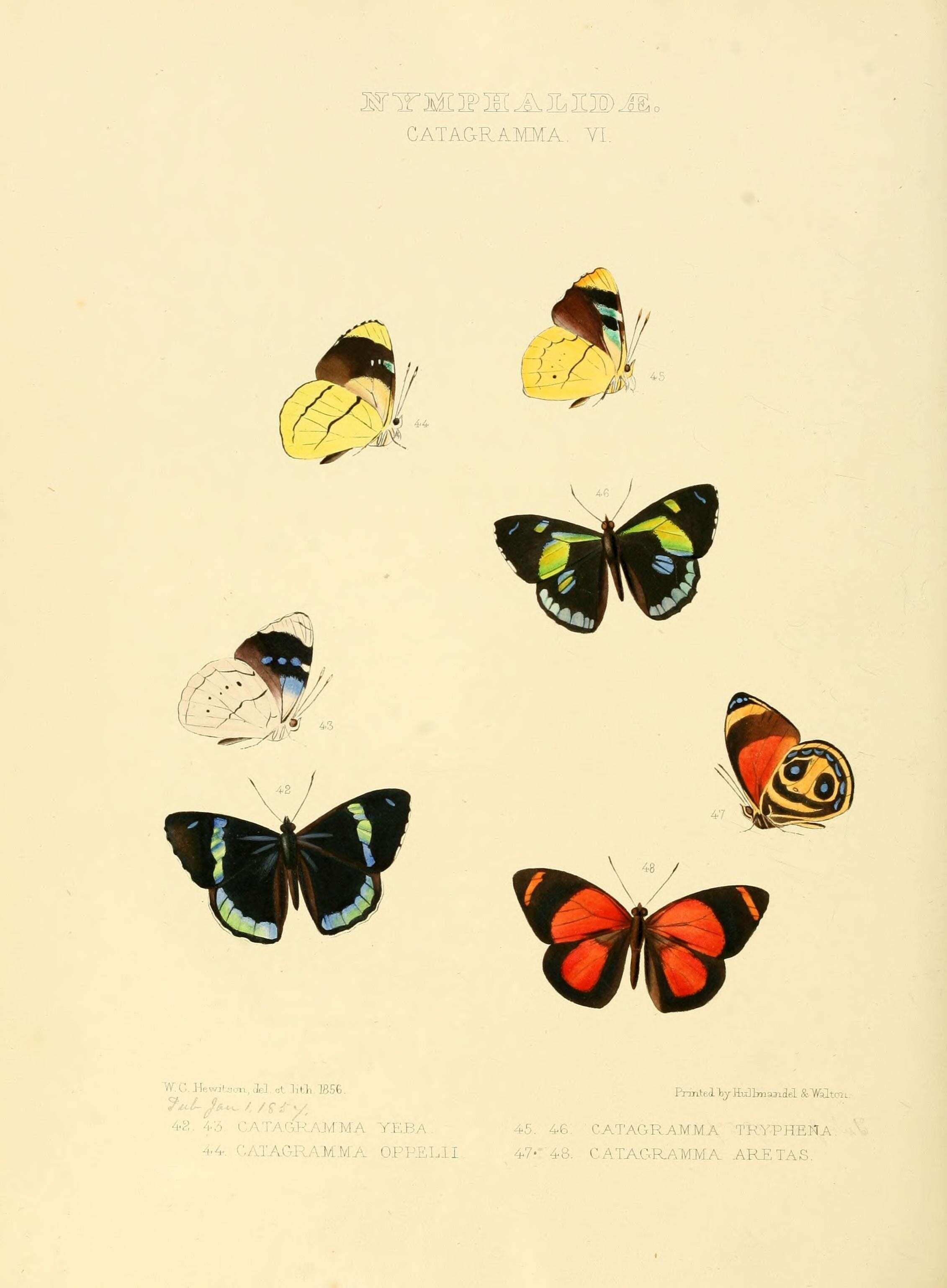 Image of Perisama oppelii Latreille 1811