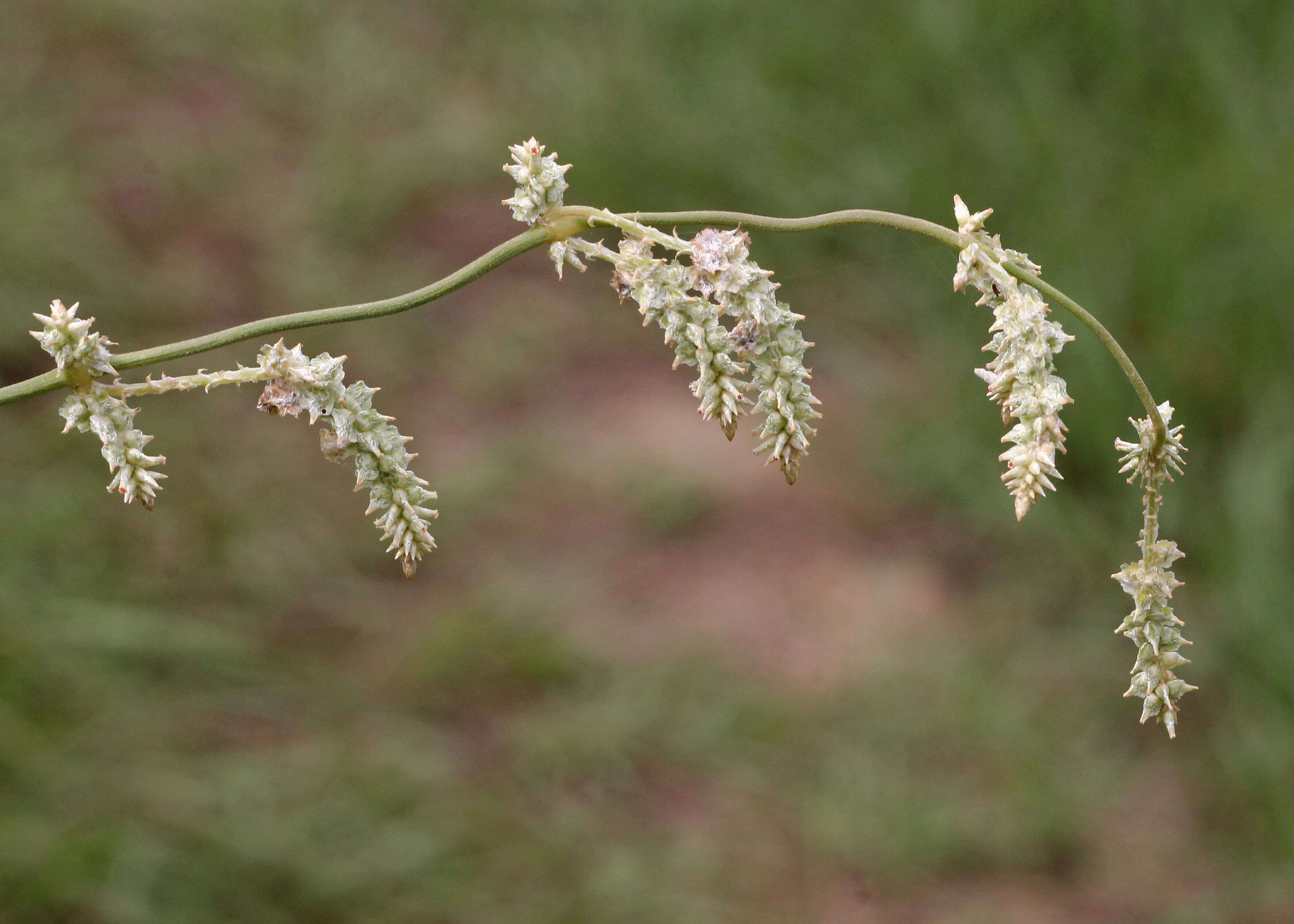 Image of snakecotton