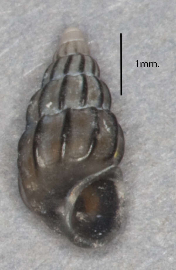 Image of Rissoidae Gray 1847