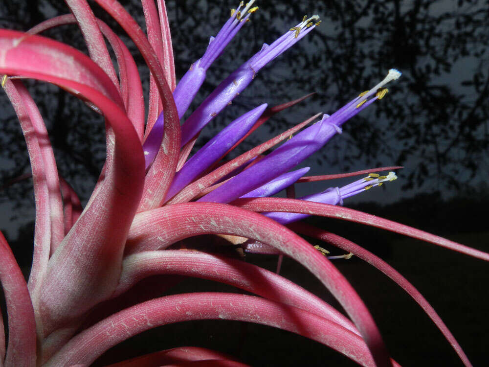 Imagem de Tillandsia brachycaulos Schltdl.