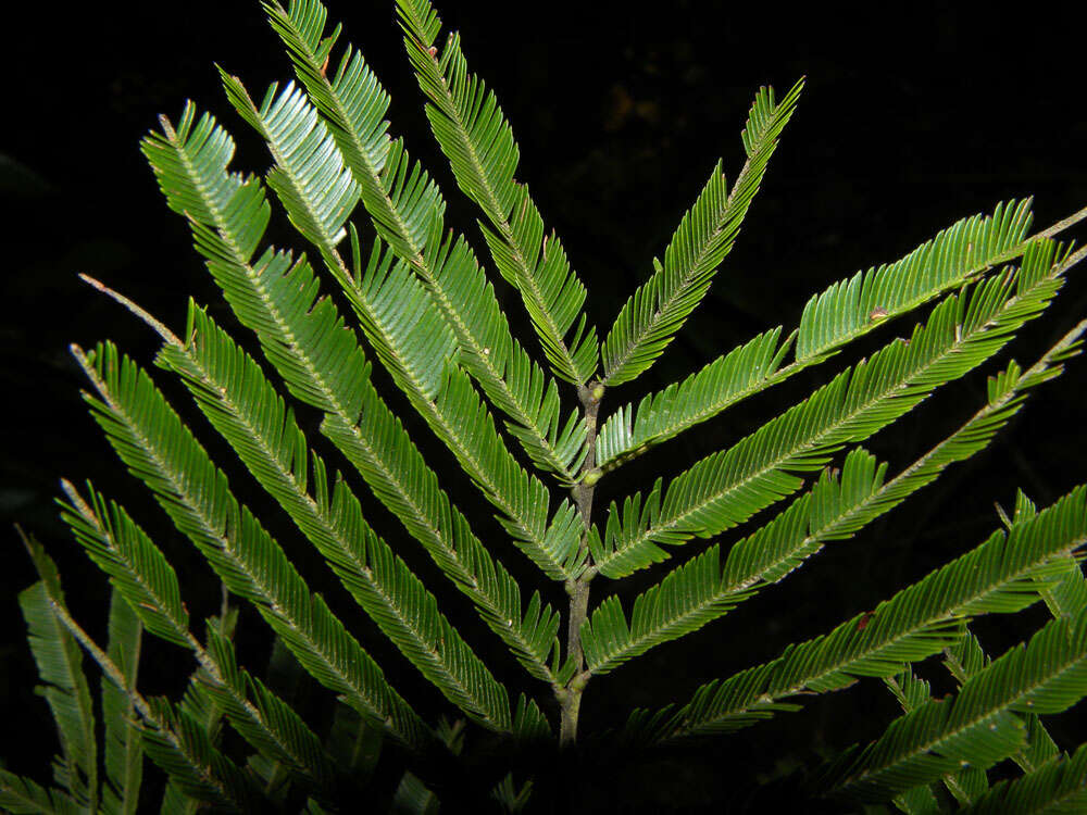 Plancia ëd Parkia pendula (Willd.) Walp.