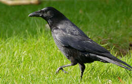 Image of Corvus Linnaeus 1758