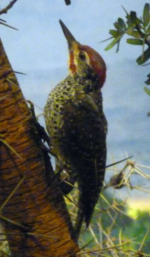 Image of Nubian Woodpecker