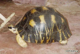 Image of Radiated Tortoise